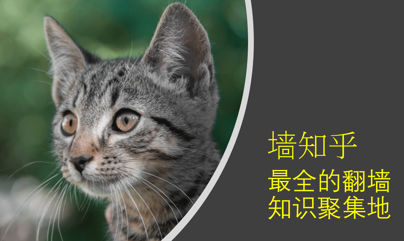 墙知乎 cat vpn 封面